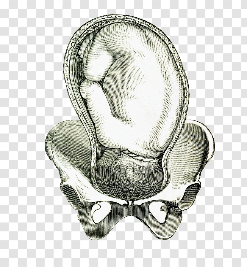 Umbilical Cord Prolapse Fetus Illustration - Frame - A Baby In Hand Drawn Embryo Transparent PNG