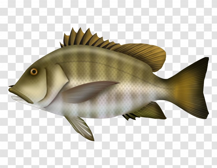 Barramundi Marine Biology Carp Mammal Fish - Tilapia - Especies Ribbon Transparent PNG