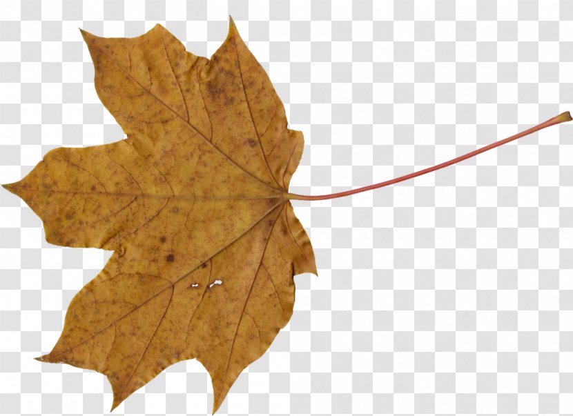Maple Leaf - Image Scanner Transparent PNG