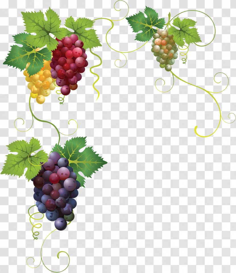 Common Grape Vine Juice Leaves - Raisin - Grapes Transparent PNG