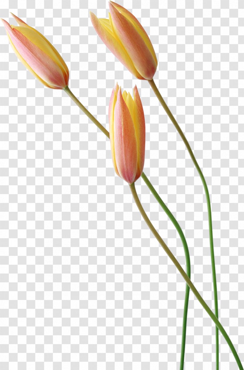 Tulip Dubai Wedding Photography Flower - Petal - Tulips Transparent PNG