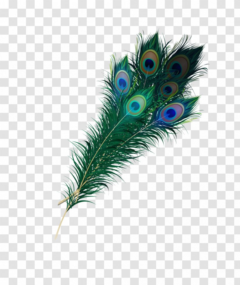 Feather Bird Peafowl Clip Art - Pen Transparent PNG