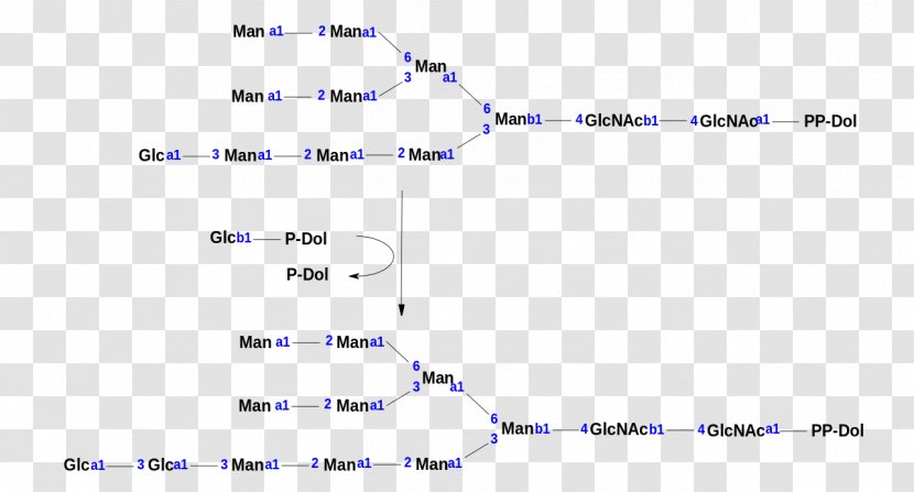 Line Point Angle Diagram - Number Transparent PNG