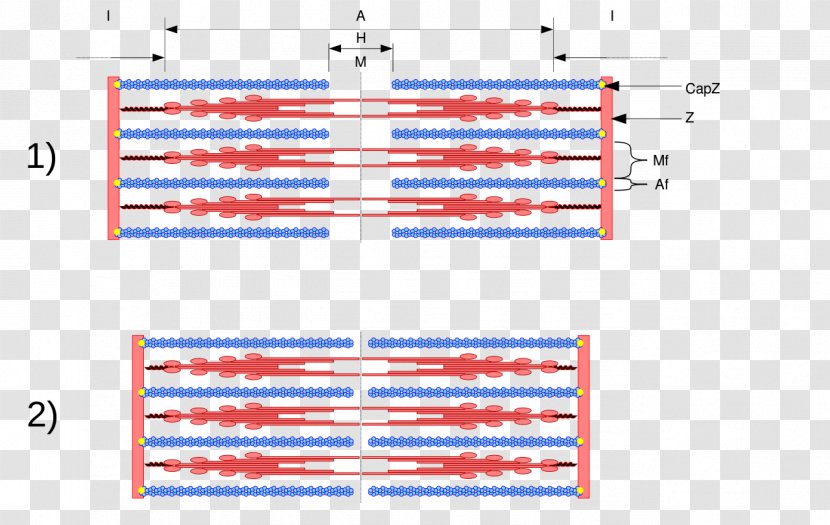 Sliding Filament Theory Muscle Contraction Myosin Sarcomere Myofilament - Richfield Transparent PNG