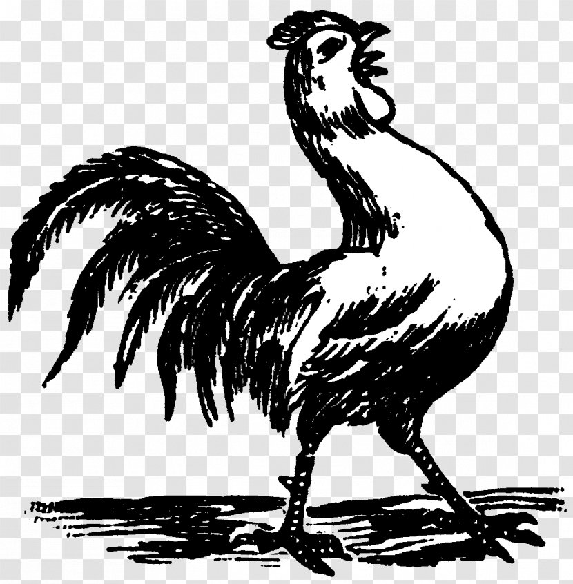 Chicken Gallo Negro Gamecock Rooster Drawing Transparent PNG