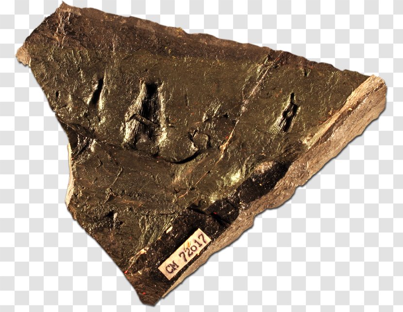 Fossil Group - Artifact Transparent PNG