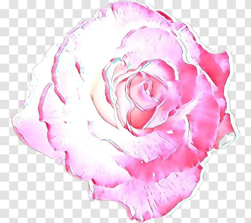 Garden Roses - Cartoon - Plant Cut Flowers Transparent PNG