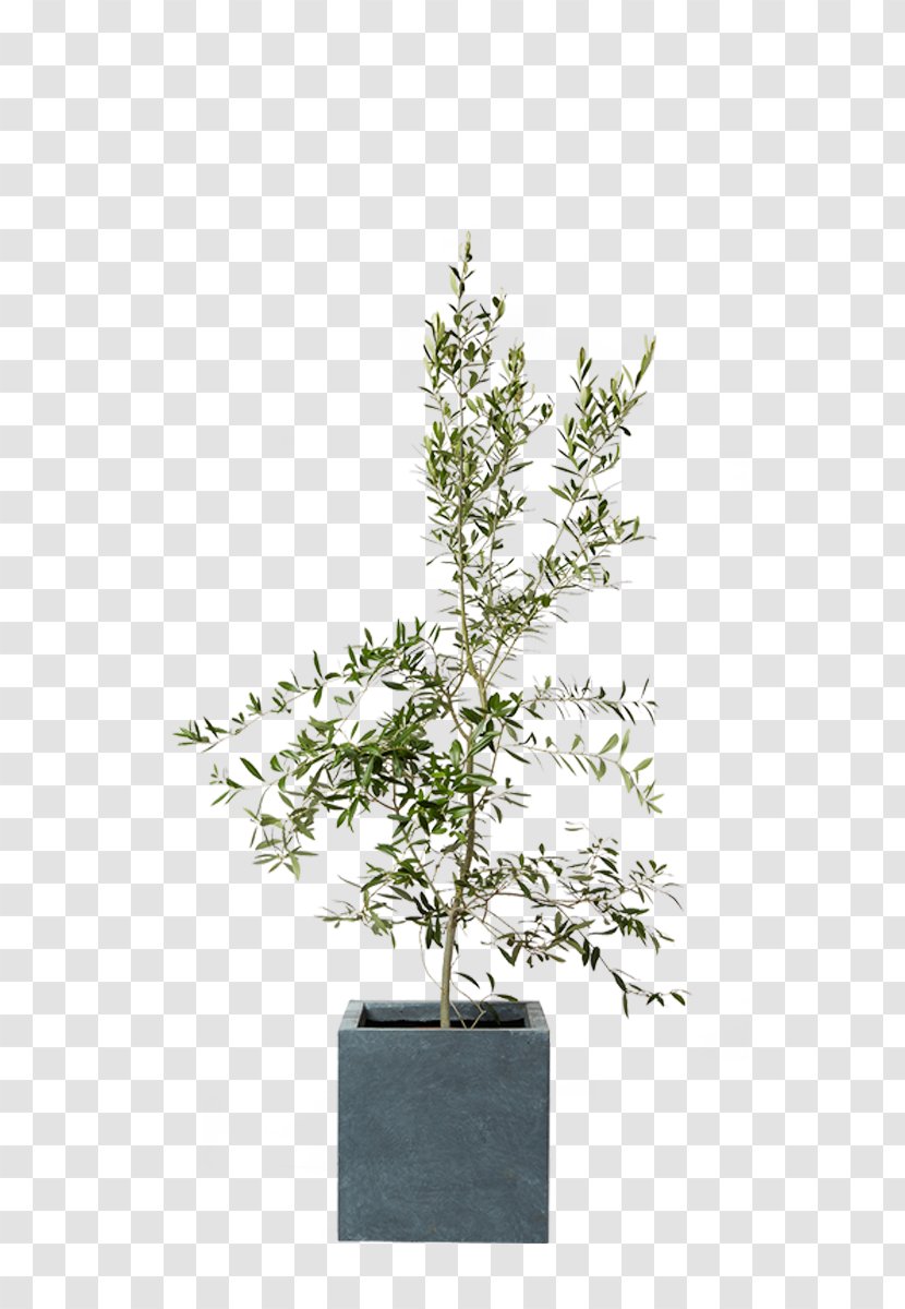 Sageretia Theezans Silverberry Agavaceae Houseplant - Flowerpot - Elaeagnaceae Transparent PNG
