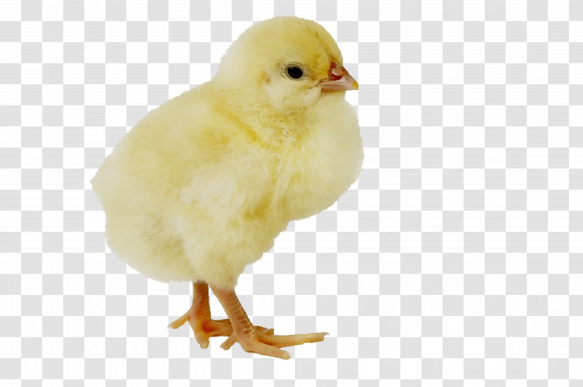 Chicken Image Desktop Wallpaper - Internet Meme - Yellow Transparent PNG