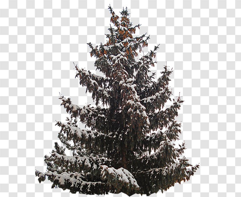 Christmas Tree Spruce Day Ornament - Liveinternet Transparent PNG