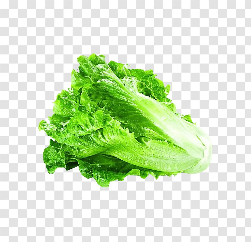 Lettuce Vegetable Greens Clip Art - Green - Alface Design Element Transparent PNG