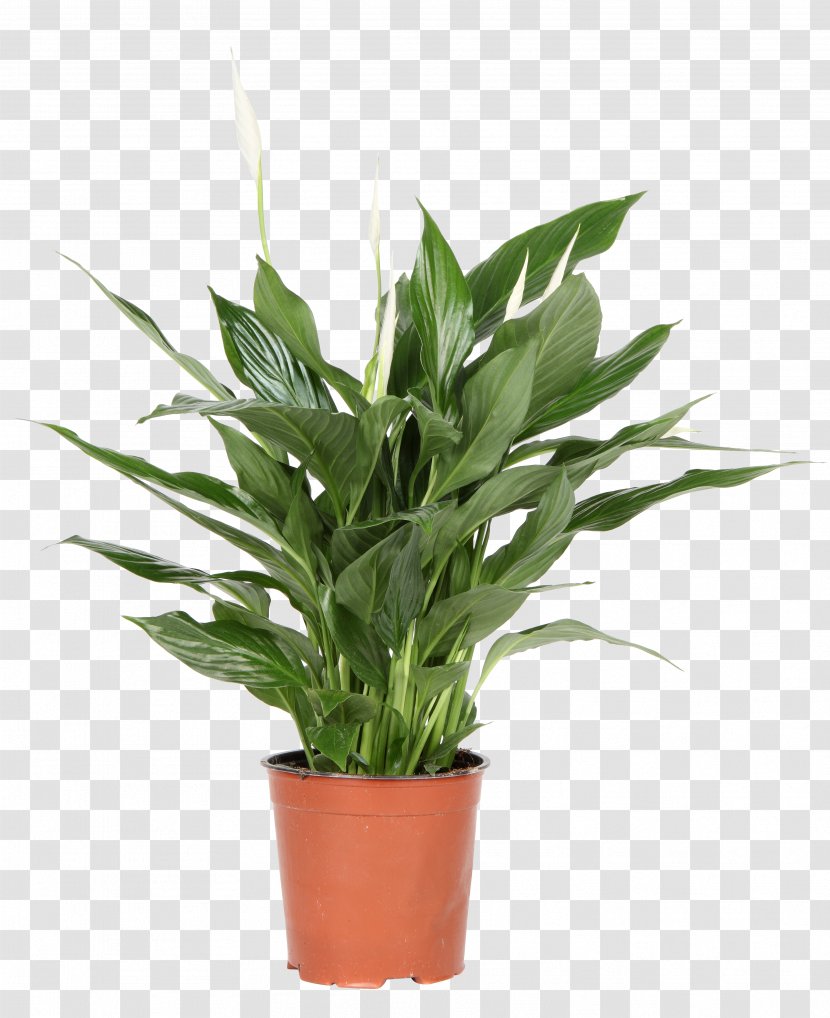 Spathiphyllum Wallisii Light Plant Flowerpot - Air Purifiers Transparent PNG