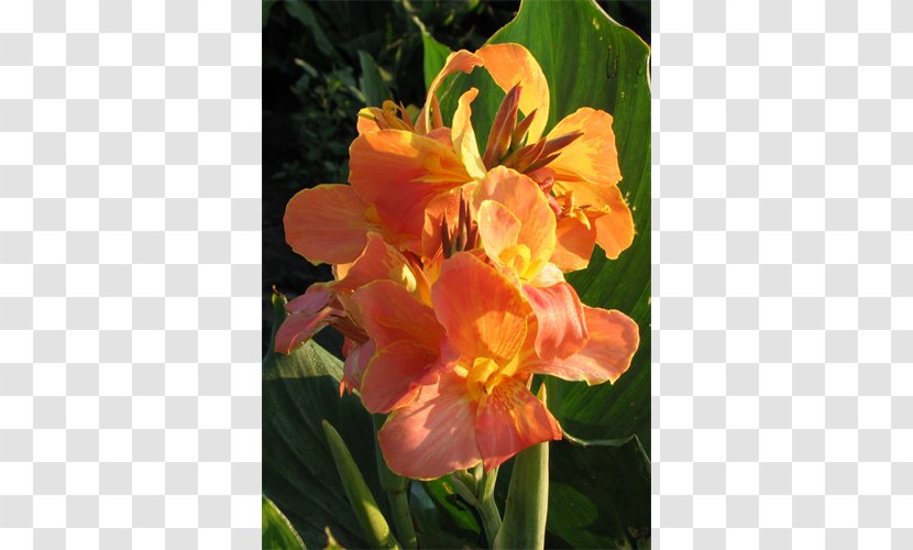 Canna Indian Shot Lily Of The Incas Daylily Herbaceous Plant - Peruvian Transparent PNG