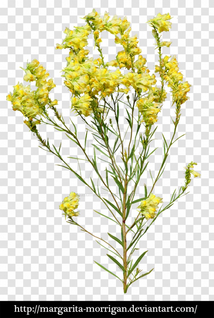 Flower Plant Yellow - Flowers Transparent PNG