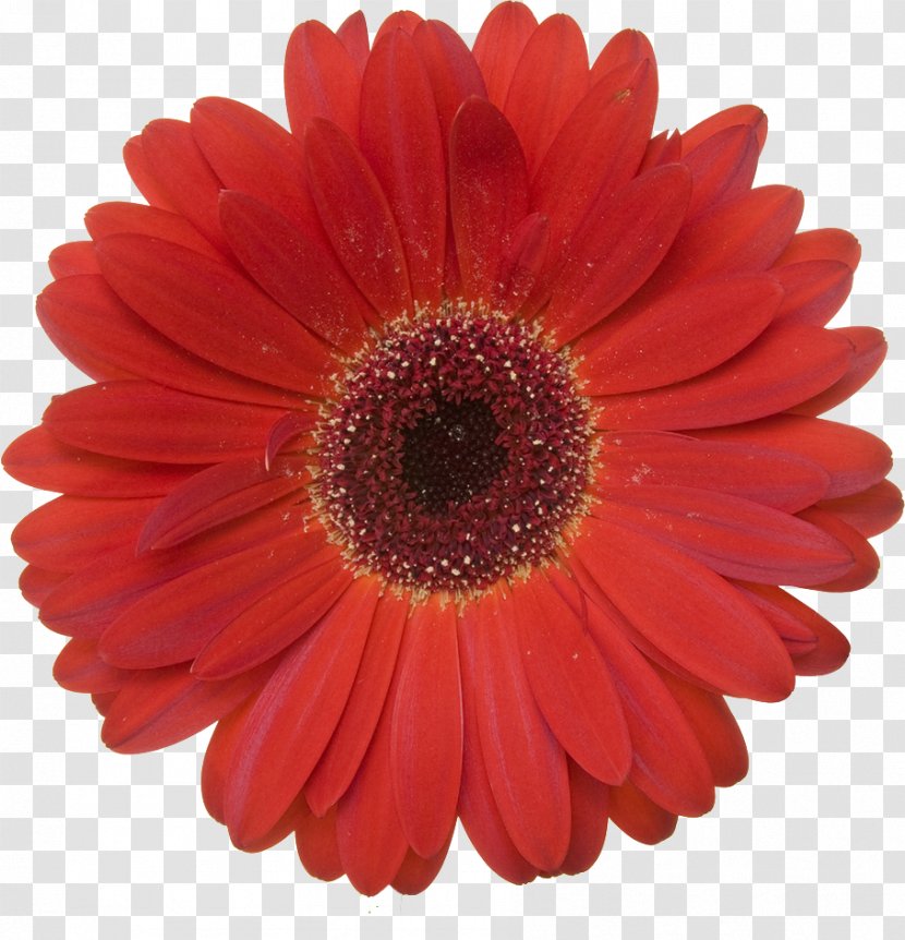 Transvaal Daisy Stock Photography Red Royalty-free - Family - Flower Garland Transparent PNG