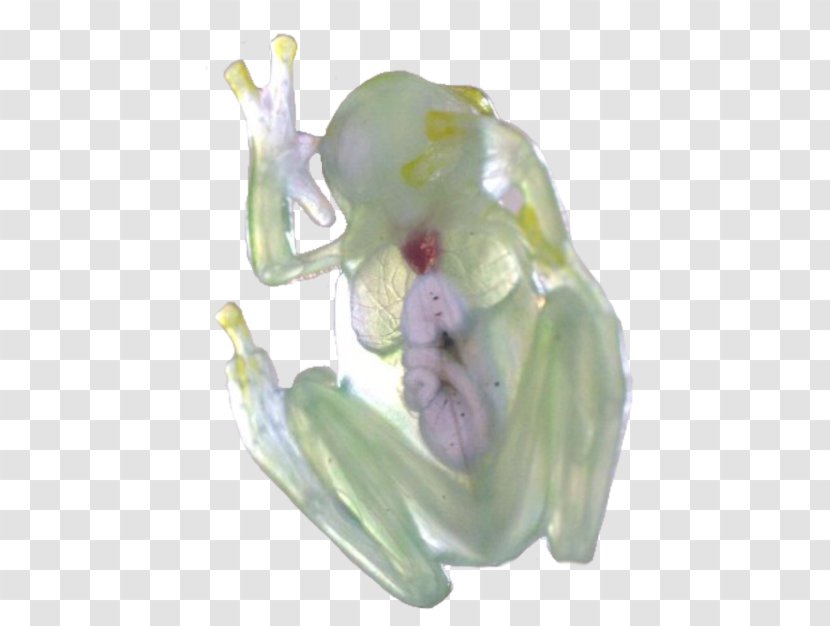 Tree Frog Glass Amphibians Black Rain - Organism Transparent PNG