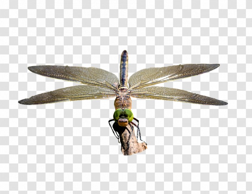 Dragonfly Image Stock.xchng Pixabay Photography - Invertebrate Transparent PNG