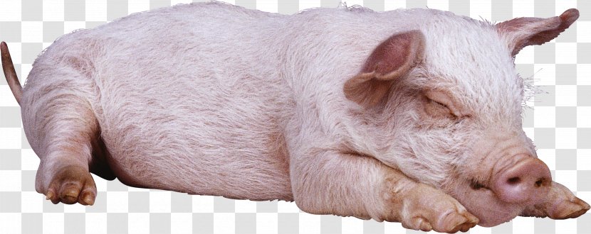 Large Black Pig White Gloucestershire Old Spots British Landrace - S Ear - Sleeping Image Transparent PNG