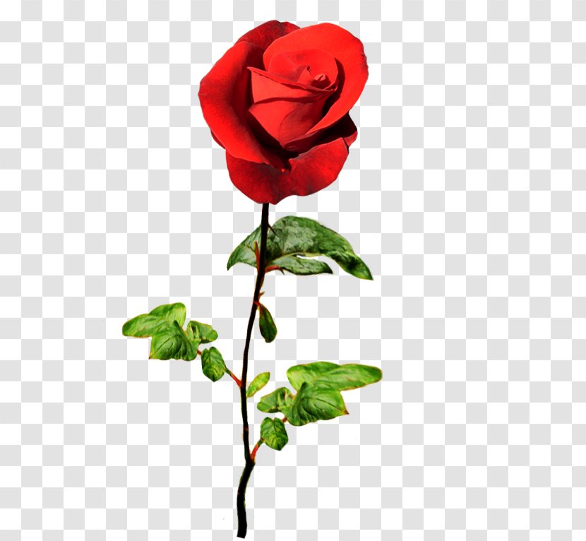 Garden Roses Centifolia Greeting & Note Cards Valentine's Day Birthday - Valentine Transparent PNG