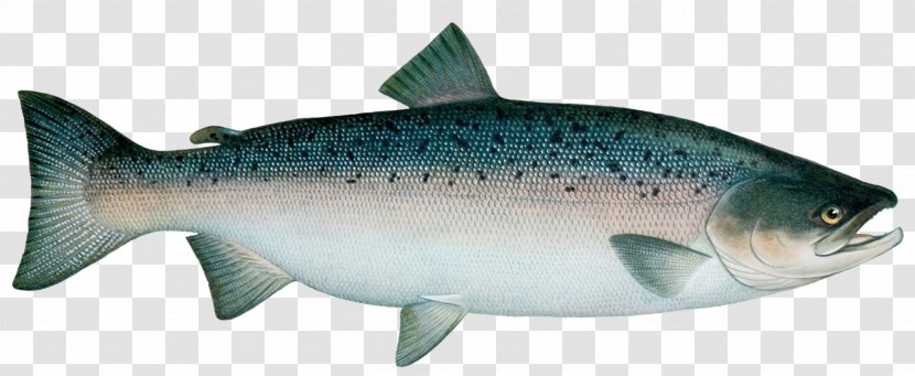 Sardine Coho Salmon Trout Atlantic - Fish Transparent PNG