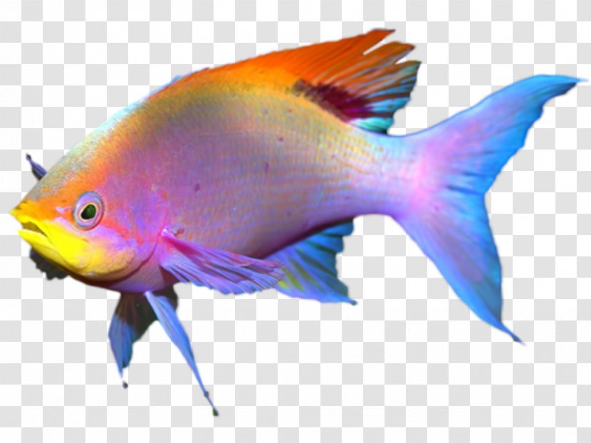 Coral Reef Fish - Knowledge Transparent PNG