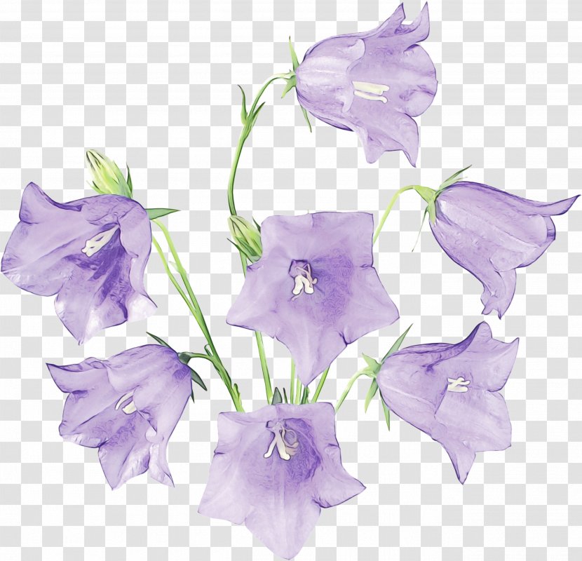Flower Flowering Plant Purple Canterbury Bells - Bellflower Family Petal Transparent PNG
