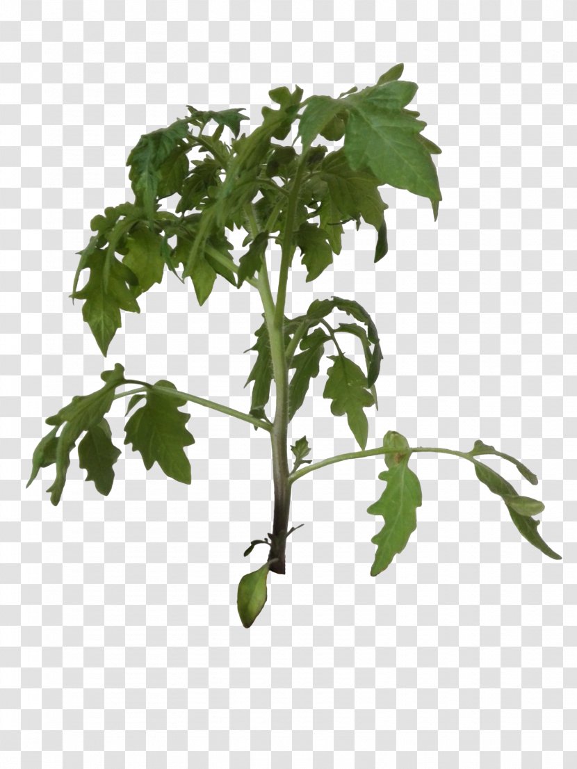 Plant Leaf Vegetable Bush Tomato Tree Cherry Transparent PNG