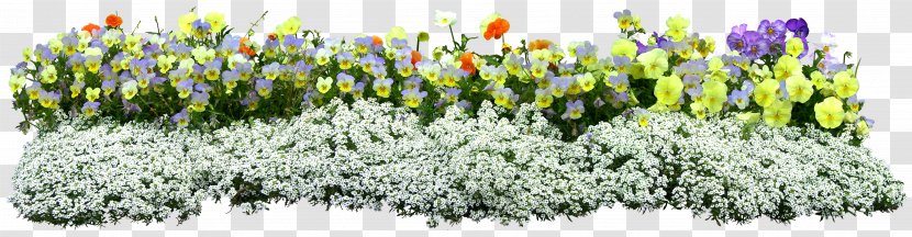 Flower - Plant - GARDEN Transparent PNG