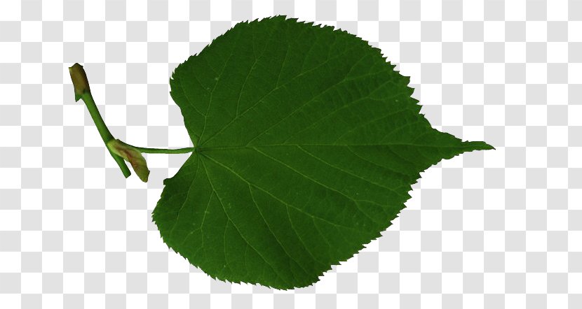 Leaf Tree Lindens - Digital Image Transparent PNG