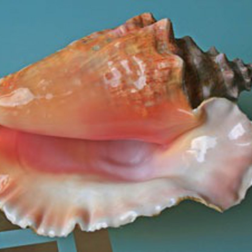 Gastropods Conch Seashell Lobatus Gigas Shankha Transparent PNG