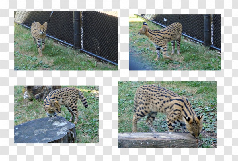 Jaguar Leopard Cheetah Ocelot Ecosystem Transparent PNG