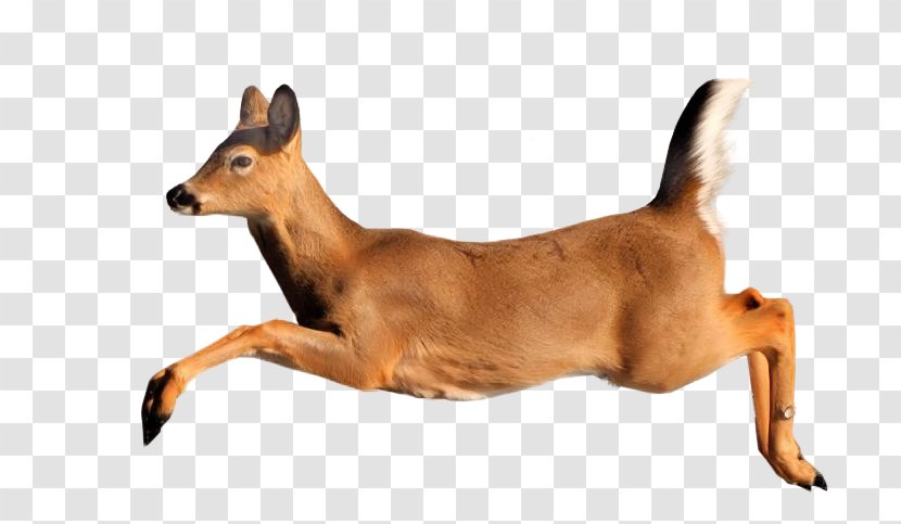 Deer Ungulate Animal Gazelle - Dog Transparent PNG