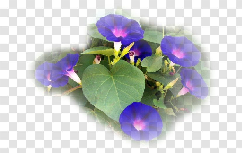 Morning-glories Annual Plant Petal Morning Glory Flowerpot Transparent PNG