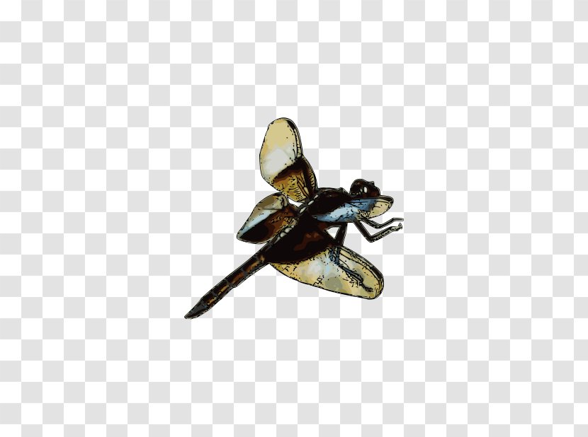 Clip Art - Wing - Dragon Fly Transparent PNG