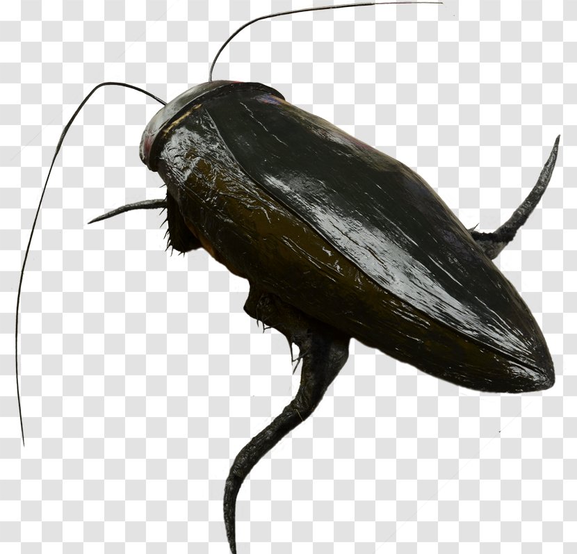 Cockroach Beetle Terrestrial Animal Insect Transparent PNG