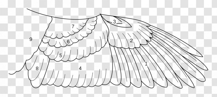 Feather Bird Anatomy Wing Parrot - Drawing Transparent PNG