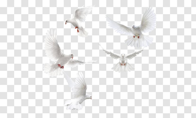 Columbidae Squab Domestic Pigeon - Bird Of Prey Transparent PNG