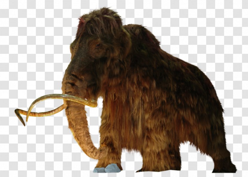 Woolly Mammoth Rhinoceros Columbian Elasmotherium Extinction - Elephant - Photograph Transparent PNG