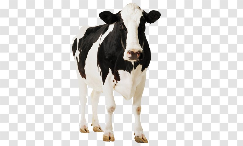 Cow Background - Calf - Bull Pasture Transparent PNG