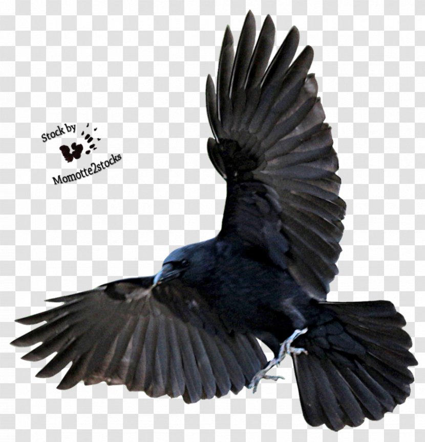 American Crow Bird Flight Common Raven Transparent PNG