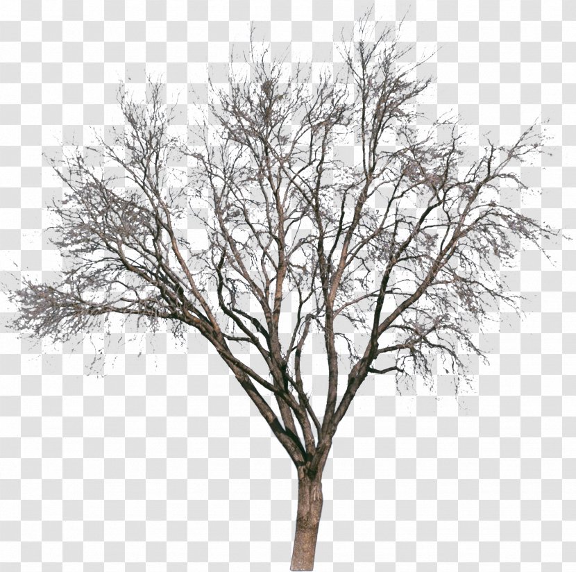 Tree Drawing Painting Silhouette - Snow Transparent PNG