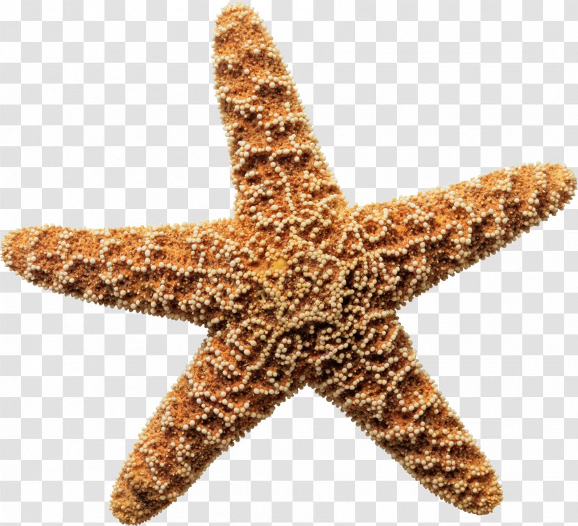 Starfish Sea The Star Thrower Ocean Shore - Brown Transparent PNG