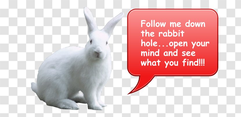 Domestic Rabbit Hare - Hole Transparent PNG