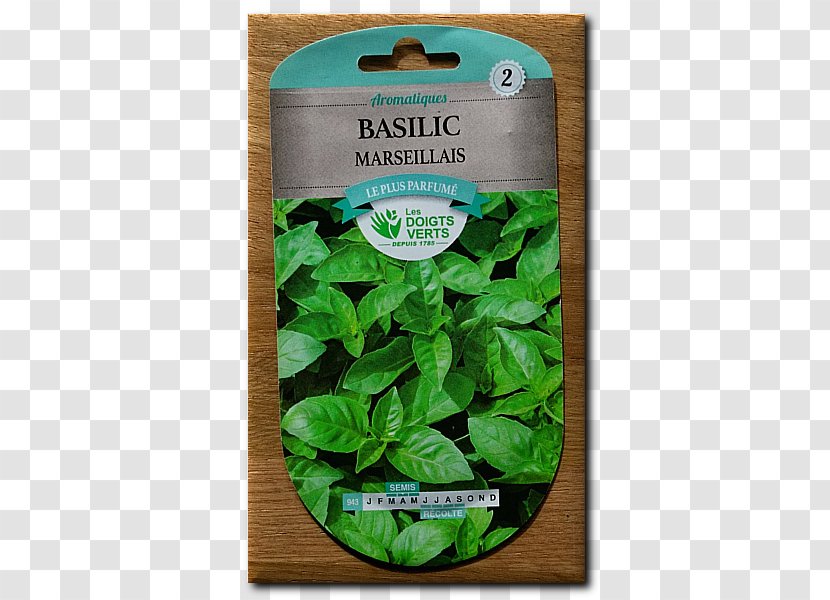 Bulb Basil Leaf Pianta Aromatica Blomstring - Vegetable Transparent PNG