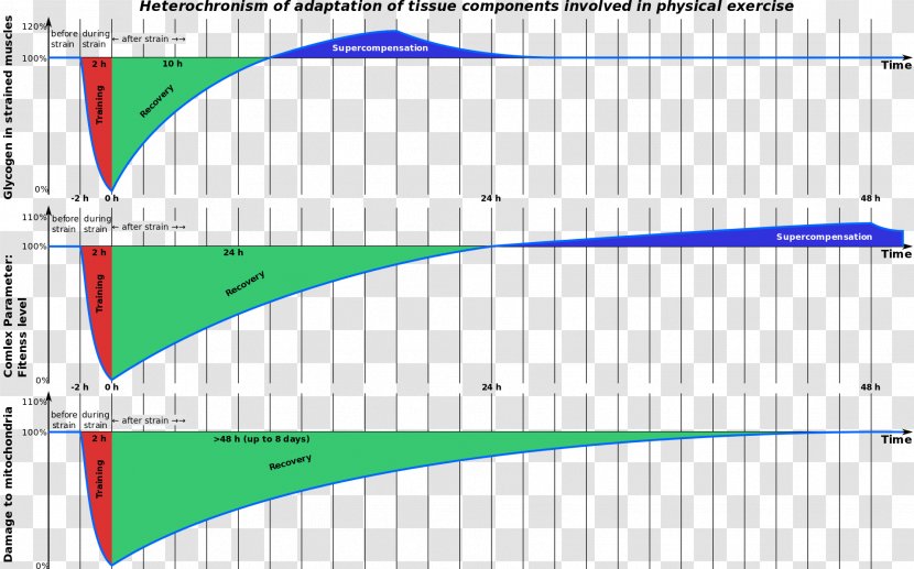 Supercompensation Training To Failure Physical Fitness Weight - Number - Aerobic Transparent PNG