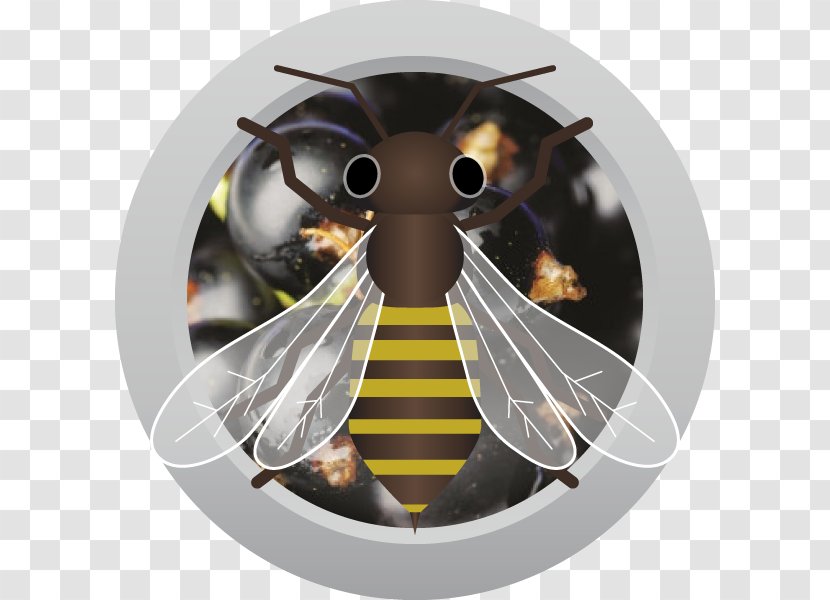 Mead Bee Austin Homebrew Supply Fruit Margarita - Membrane Winged Insect Transparent PNG