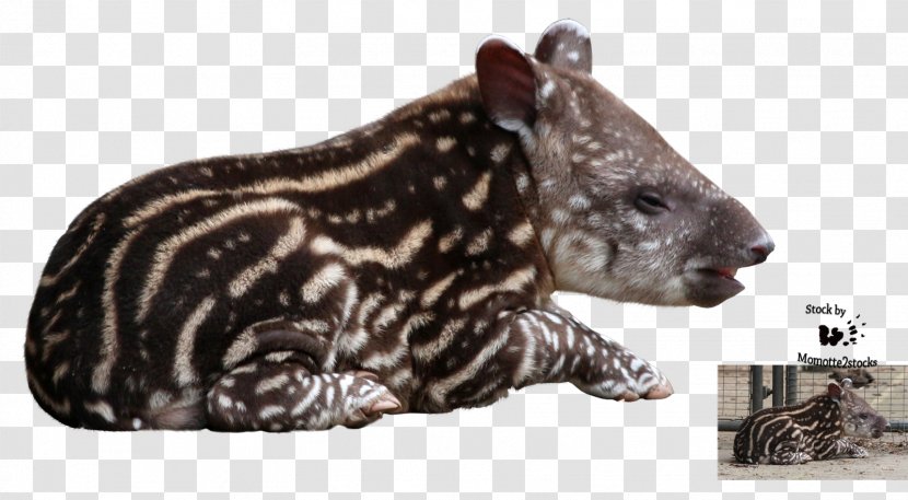 DeviantArt Tapir - Terrestrial Animal - Design Transparent PNG