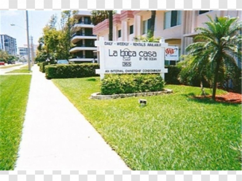 Raton Property Arecaceae Campus Shrub - Lawn - Boca Resort Transparent PNG
