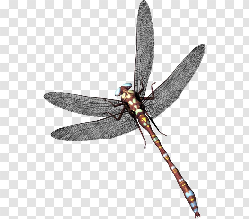 Dragonfly Icon - Membrane Winged Insect Transparent PNG