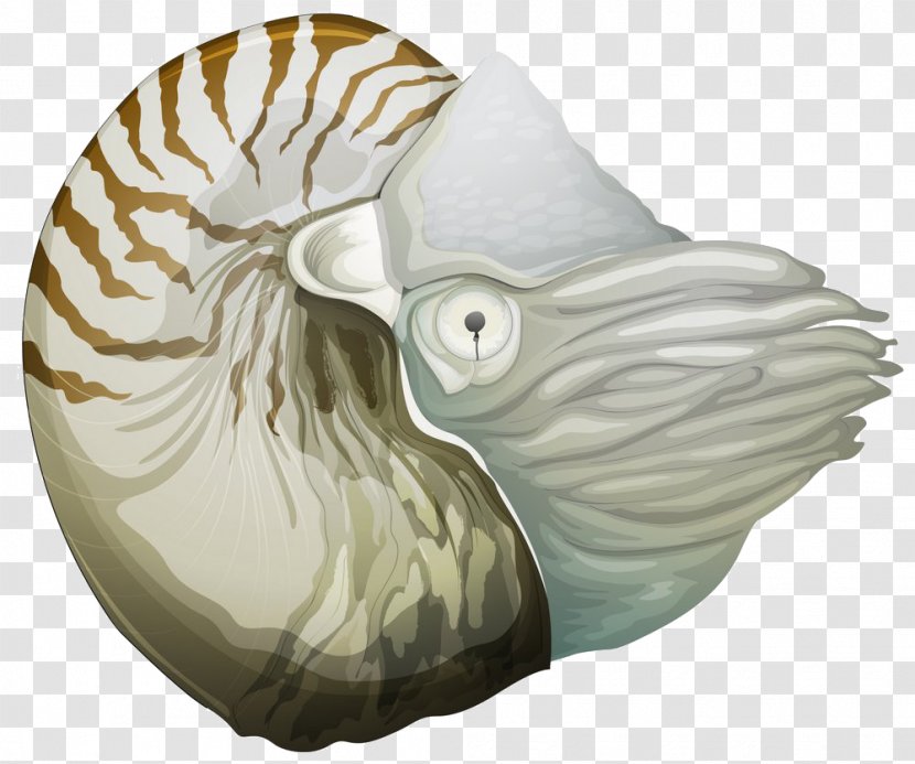 Nautilidae Stock Photography Clip Art - Organism - Conch Transparent PNG